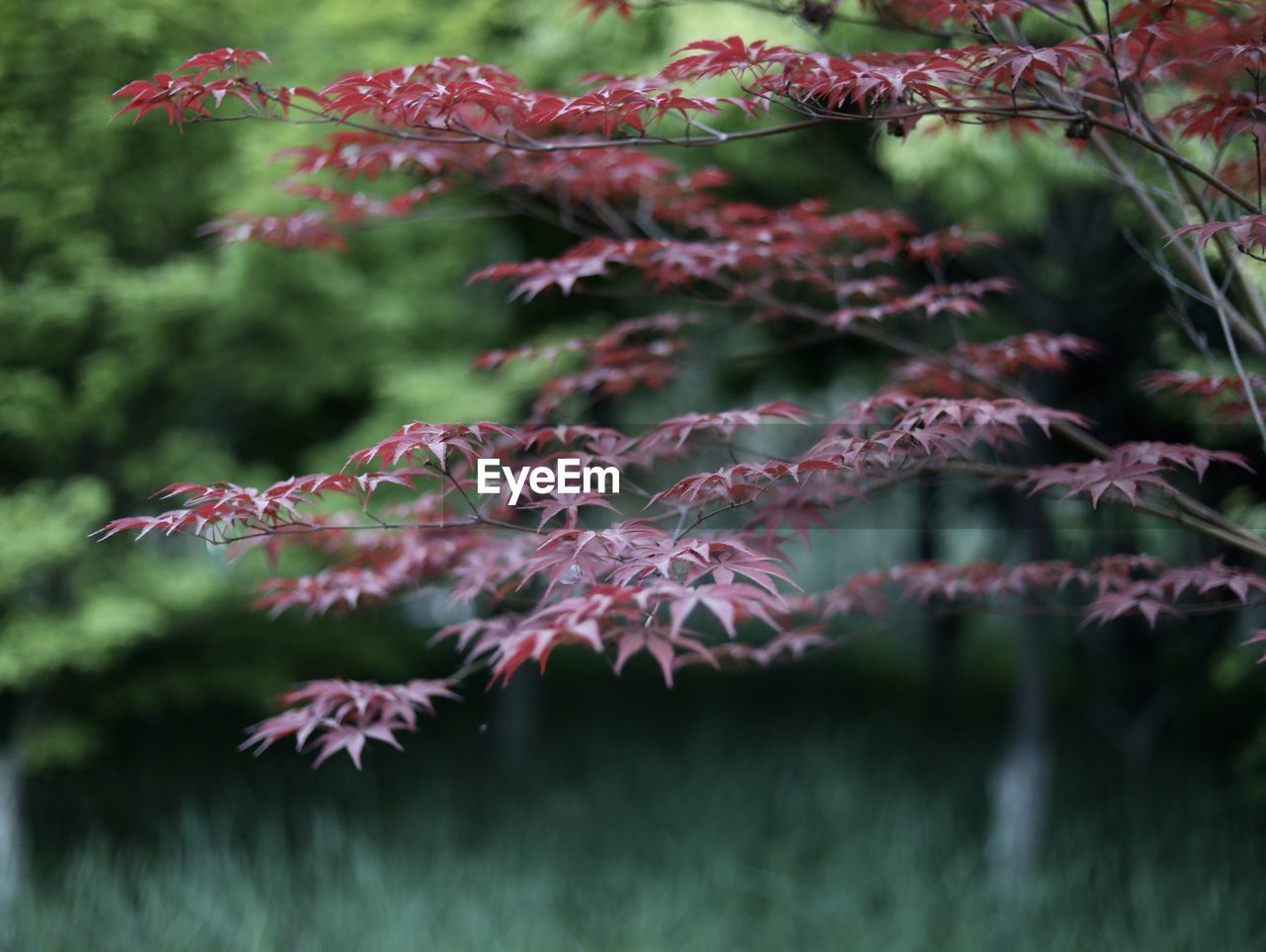 Close-up of pink leaves on plant