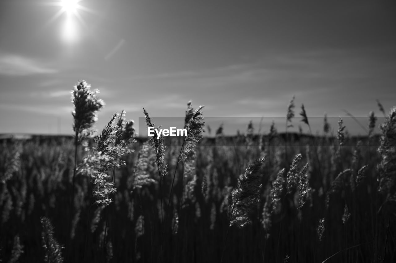 sky, plant, field, growth, landscape, land, nature, crop, cereal plant, beauty in nature, agriculture, tranquility, rural scene, environment, cloud, sunlight, scenics - nature, horizon, tranquil scene, no people, sun, grass, darkness, sunbeam, corn, wheat, outdoors, black and white, farm, lens flare, non-urban scene, morning, light, monochrome photography, monochrome, idyllic, dusk, focus on foreground, day