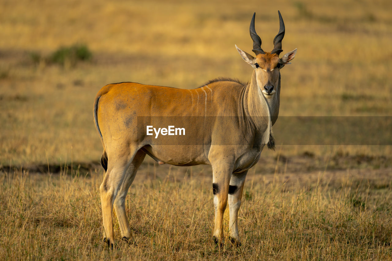 side view of deer on field