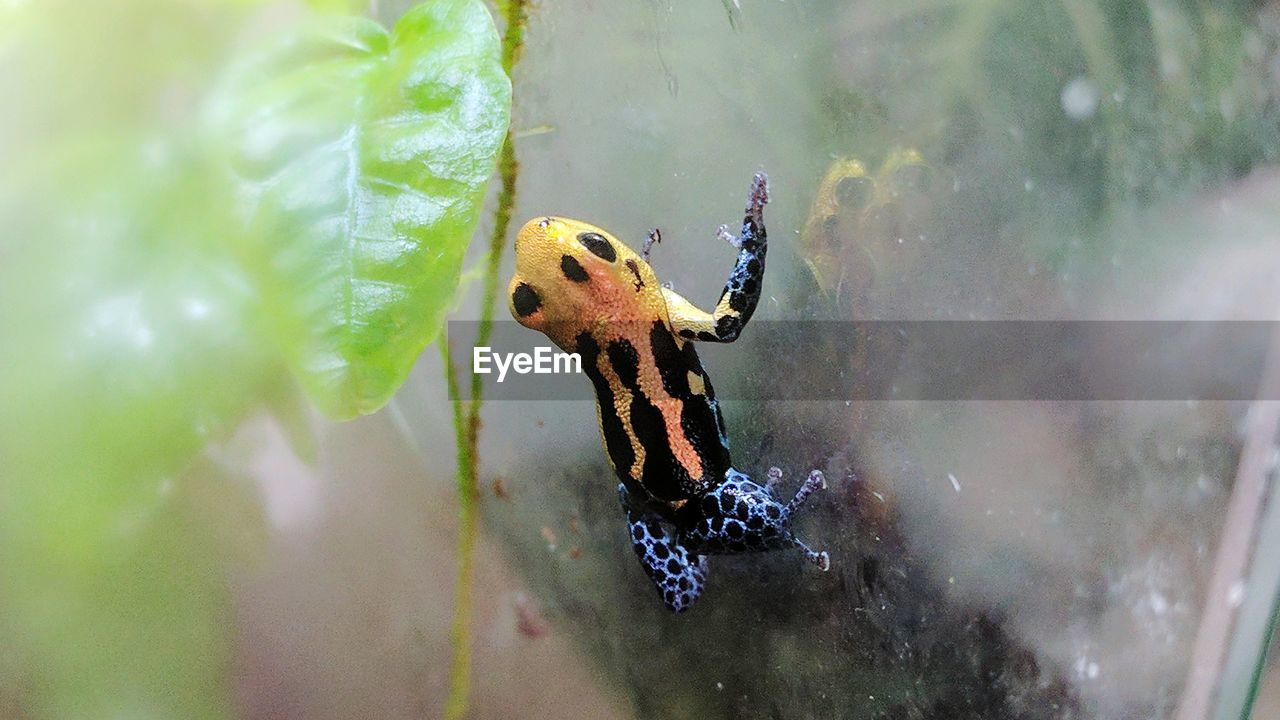 Close-up of poison dart frog on glass