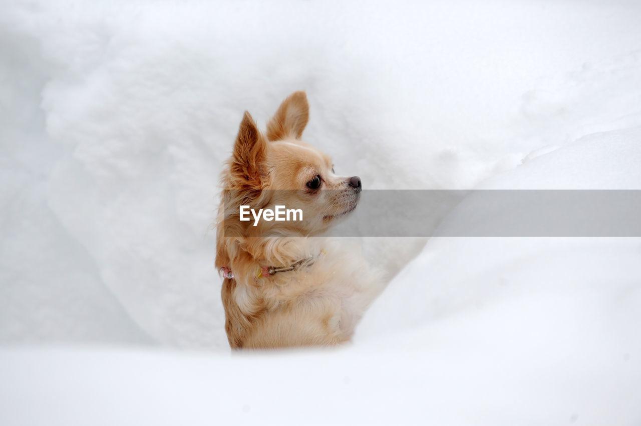 Dog looking away on bed