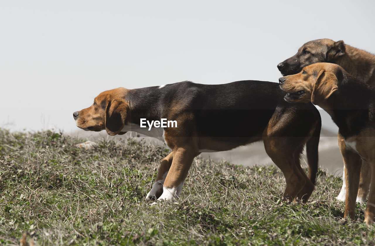 DOG STANDING ON FIELD