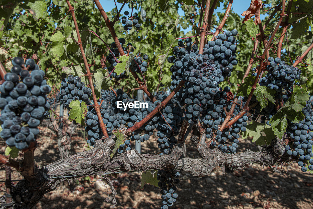 Grapes growing in vineyard