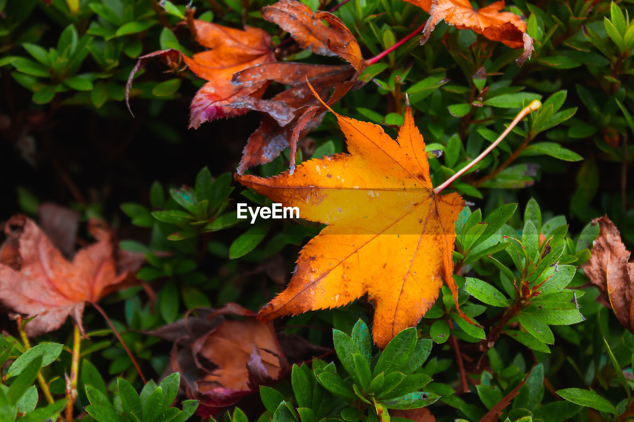 CLOSE-UP OF MAPLE LEAVES ON TREE