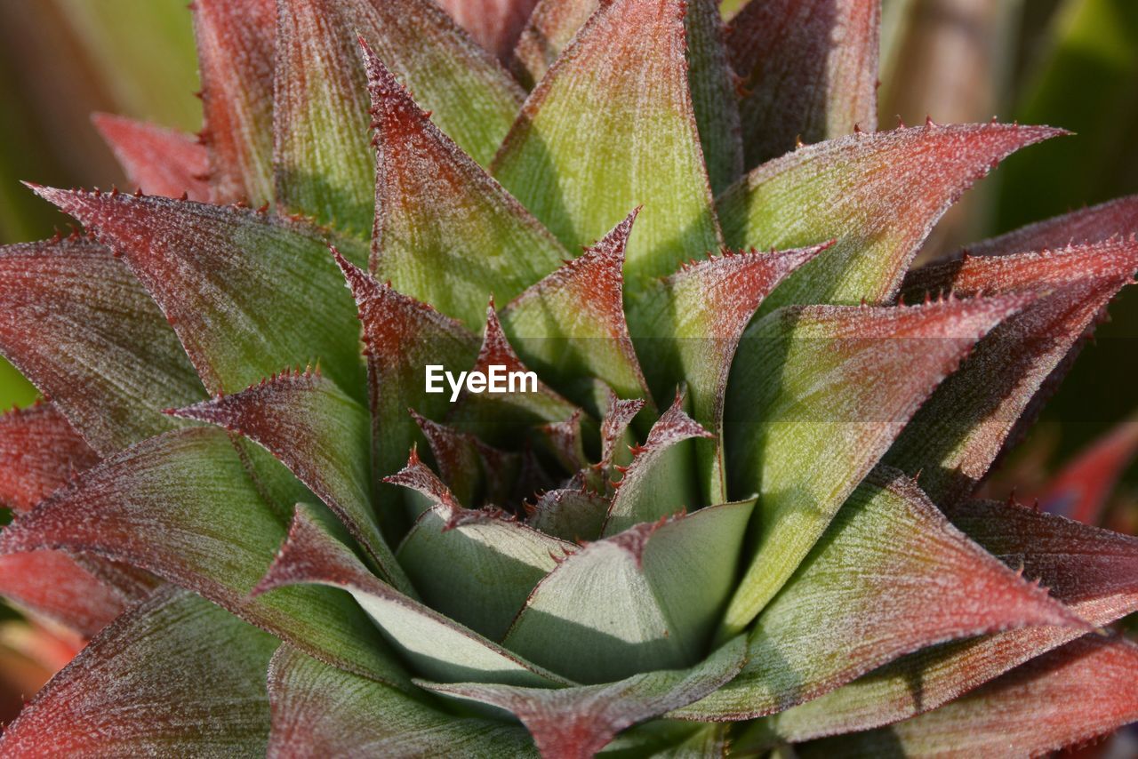 CLOSE-UP OF SUCCULENT PLANT IN POT