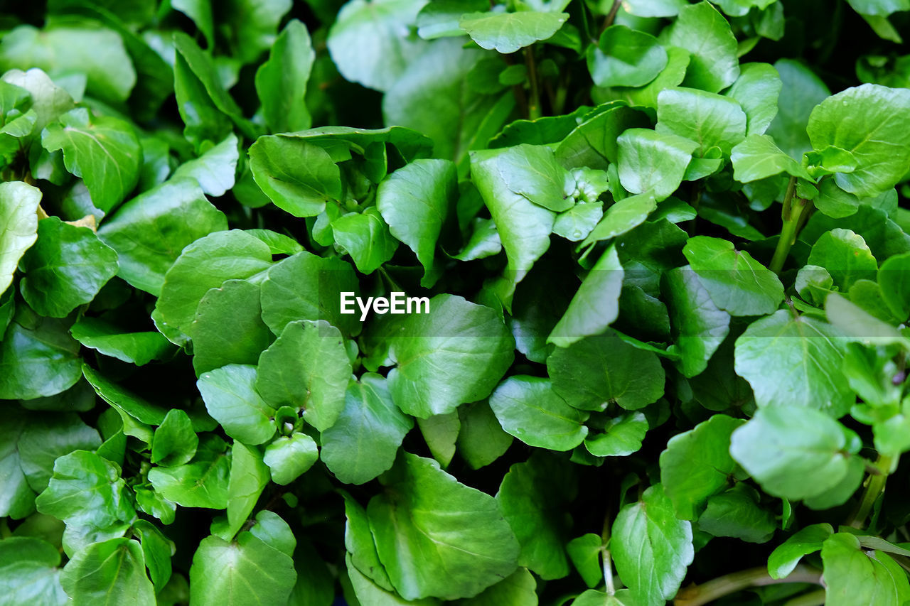 Detail shot of green leaves