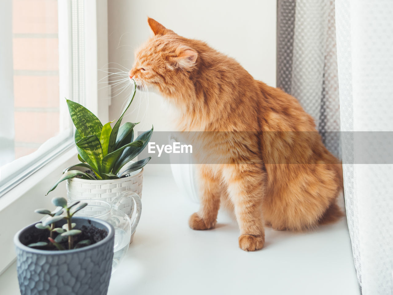 Cute ginger cat sniffs houseplants. fluffy pet smells succulent plants on window sill. 