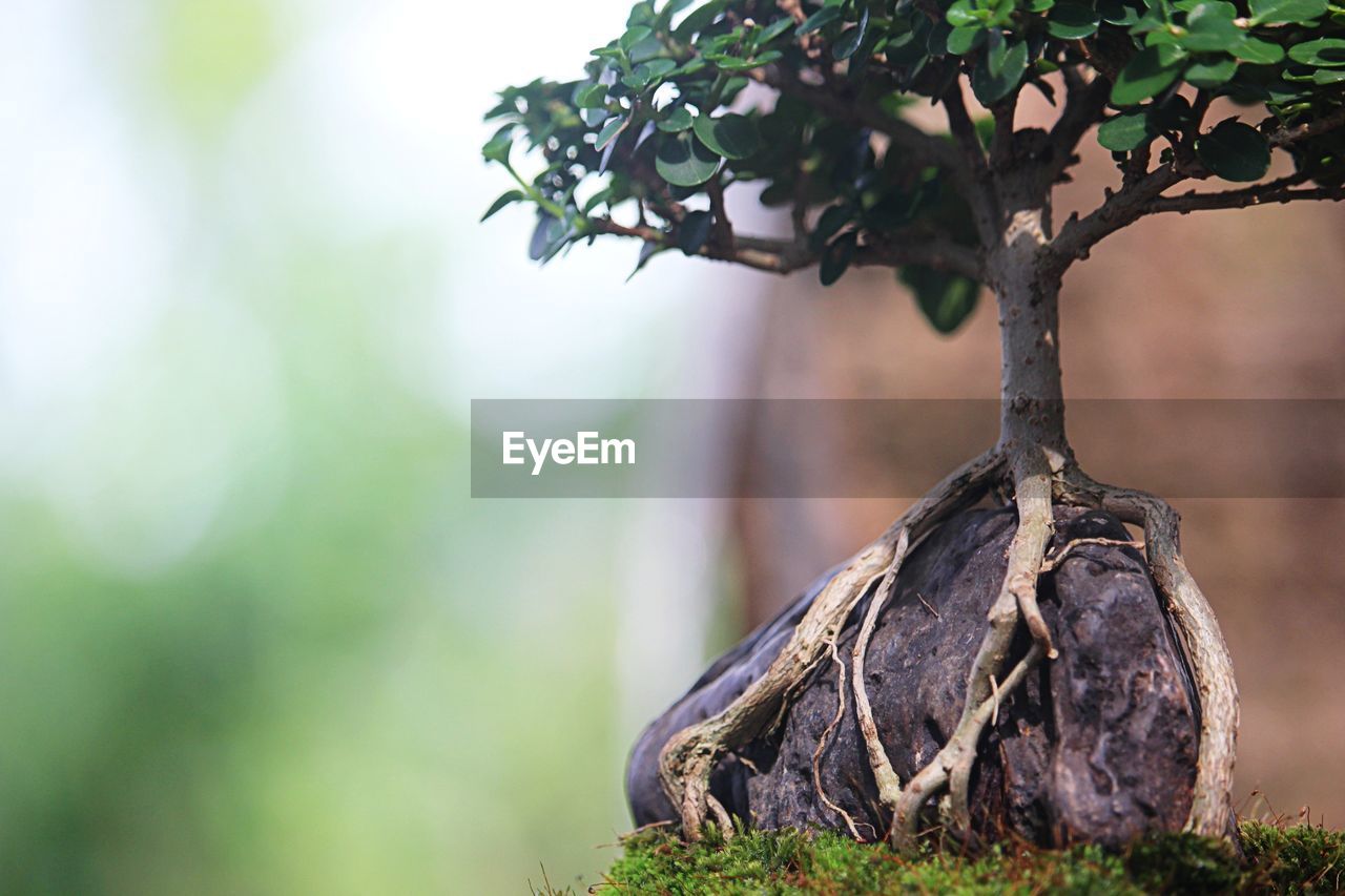 CLOSE-UP OF PLANT ON TREE