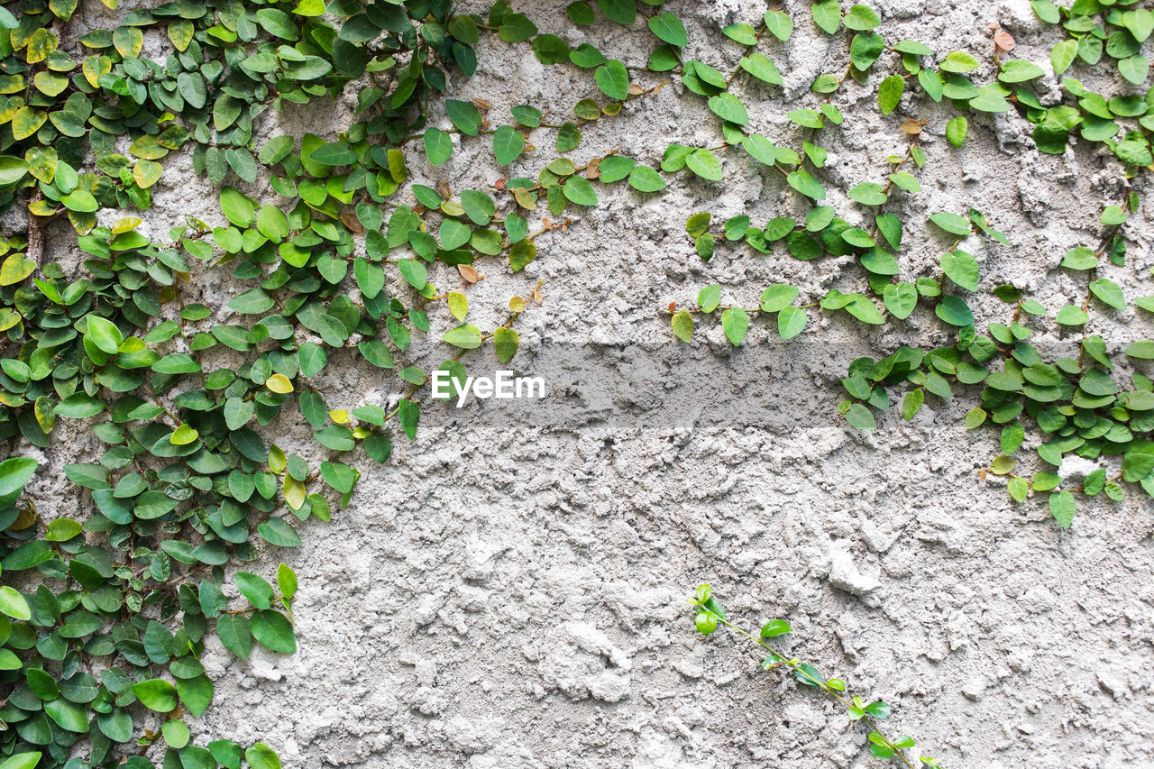 Plants growing on concrete wall