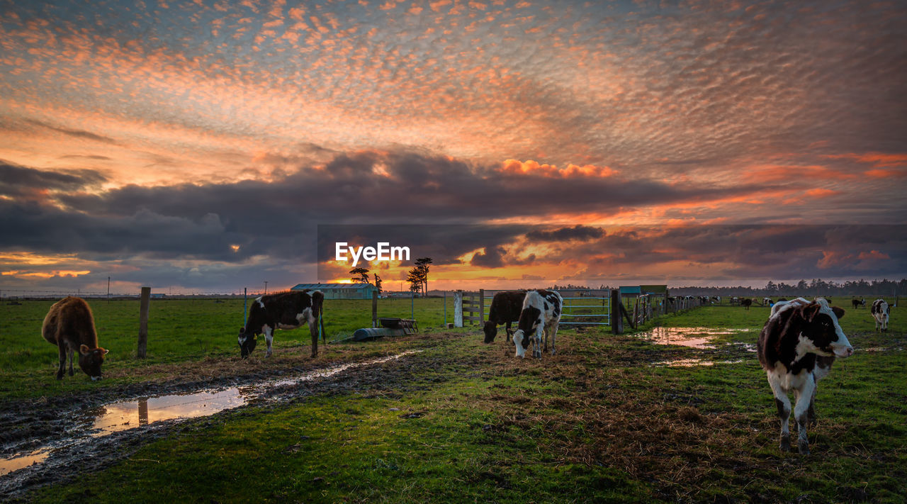 Friendly cows say hello at sunset. northern california, usa.