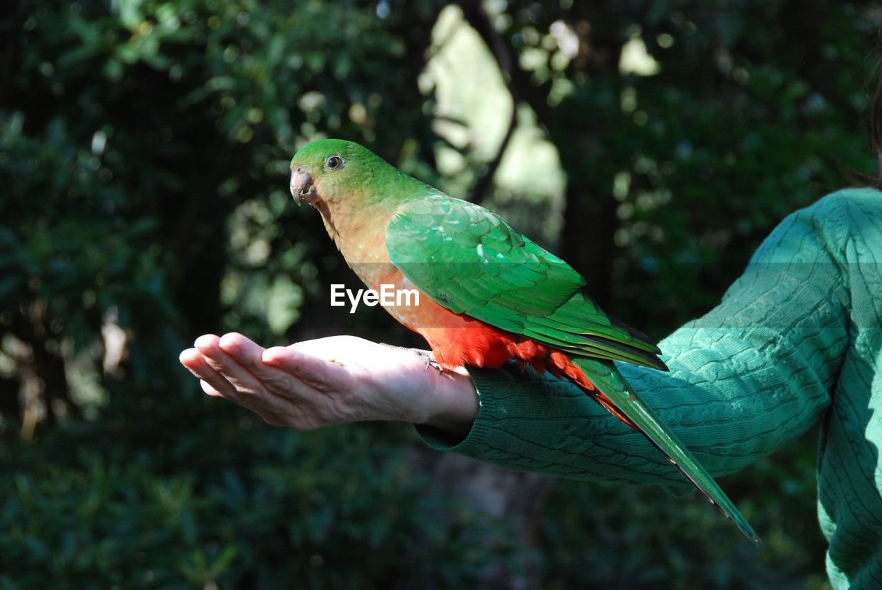 Midsection of person with parrot on palm