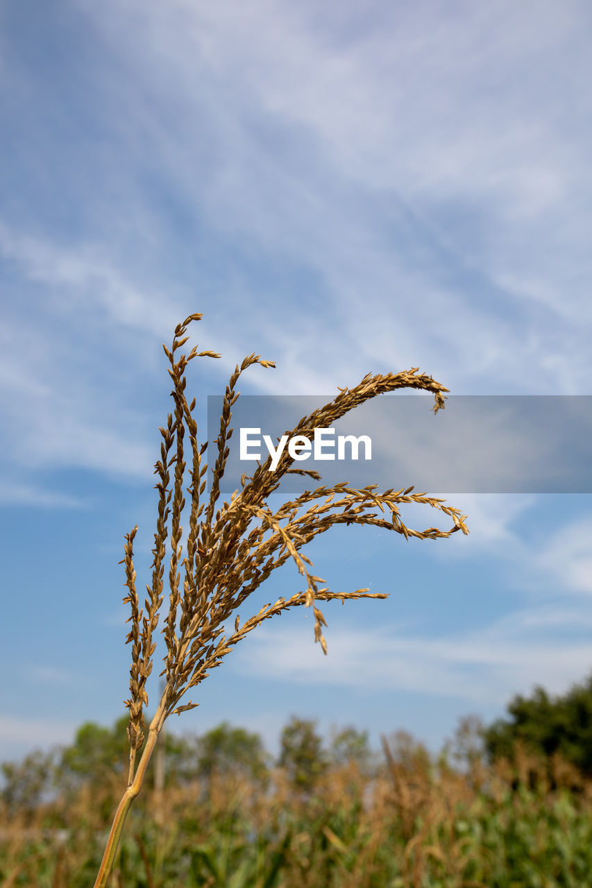 CLOSE-UP OF STALKS AGAINST SKY