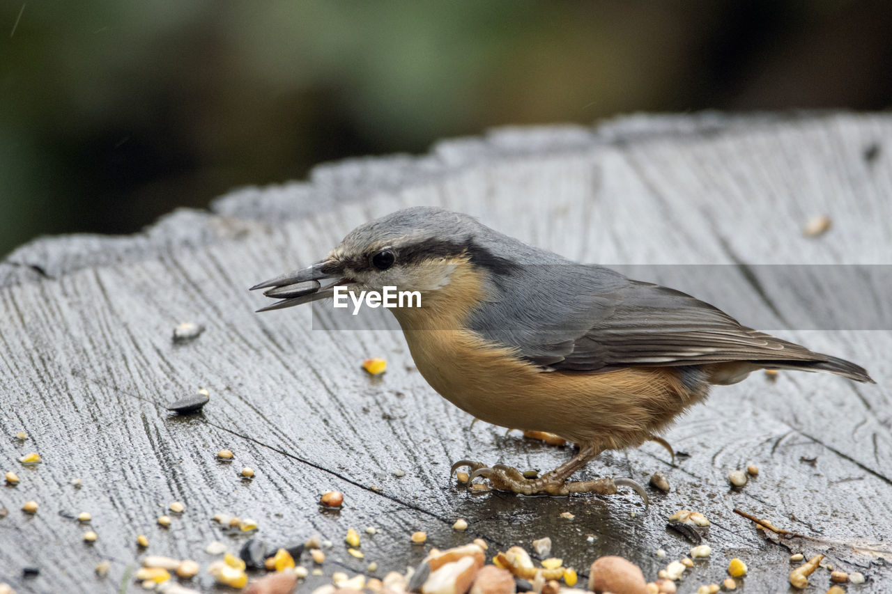 Close-up of nuthatch feeding on sunflower seeds, whilst perching on a tree stump. 