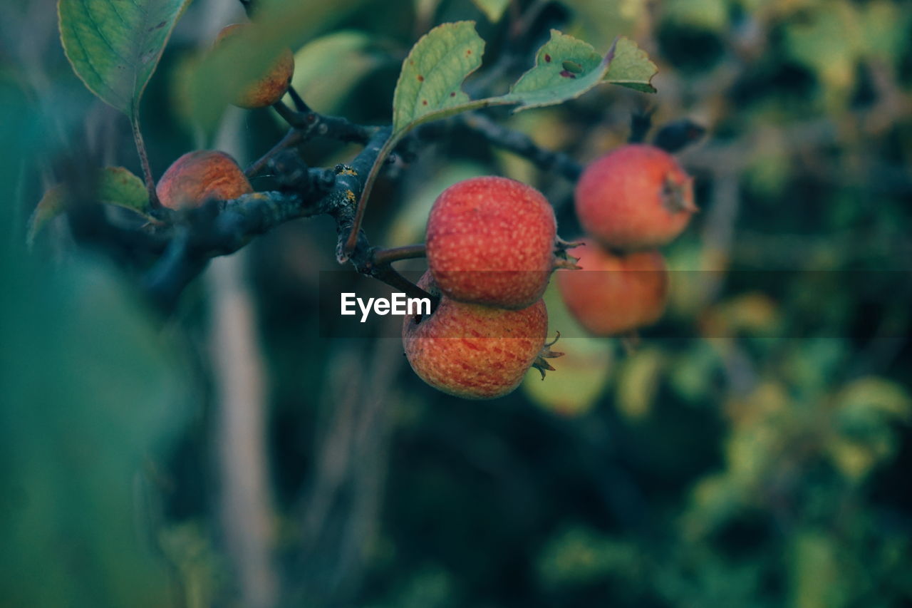 Close-up of rowanberries growing on plants