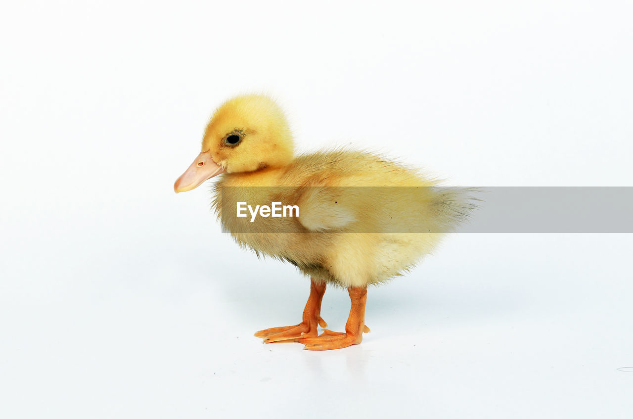 Ducklings in white background, can be cut for the purpose of photo books, illustrations  and others