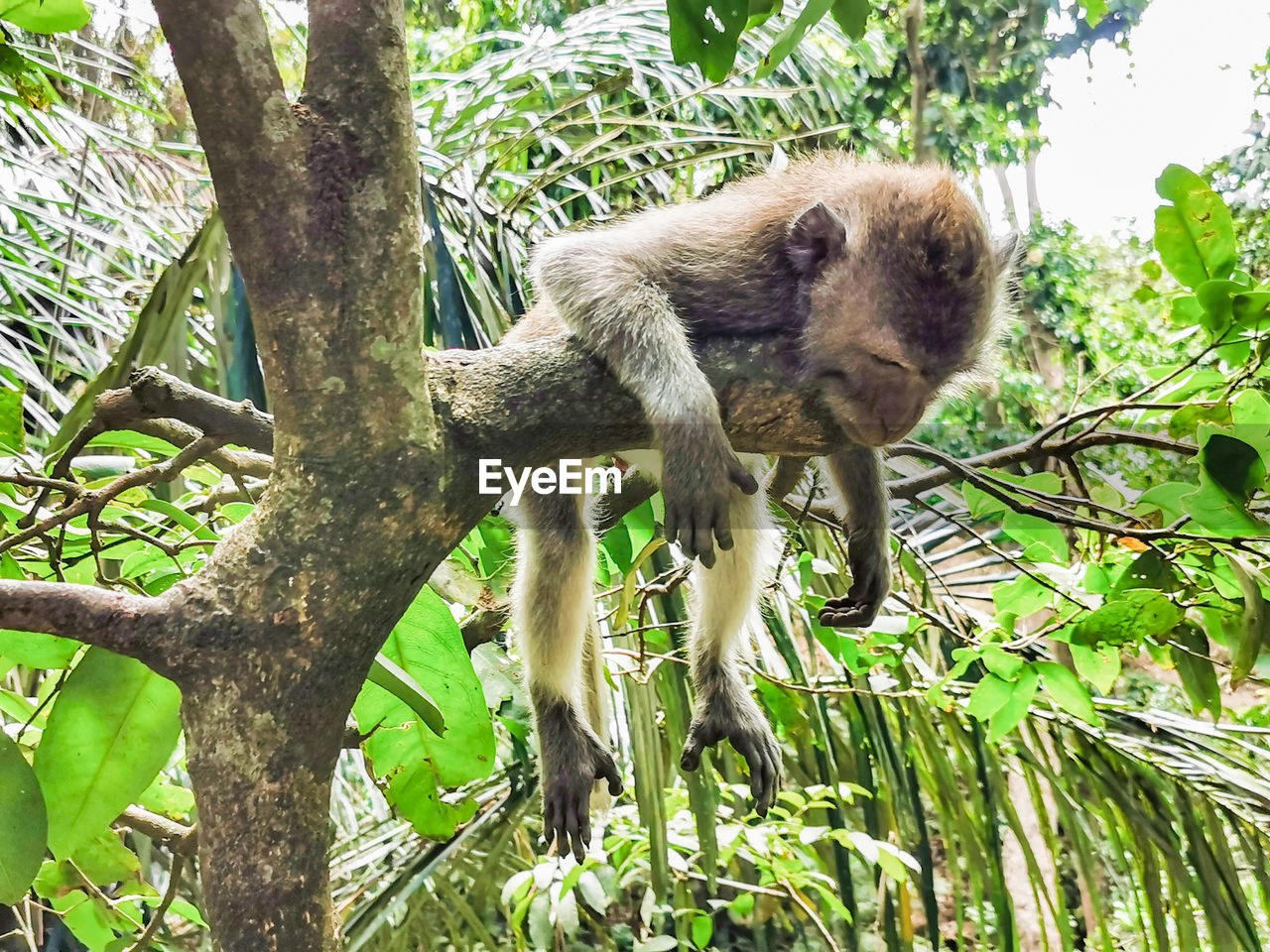 MONKEY ON TREE BRANCH