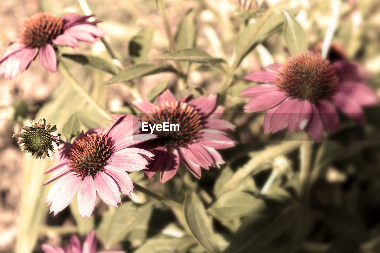 CLOSE-UP OF PINK FLOWERS IN PARK