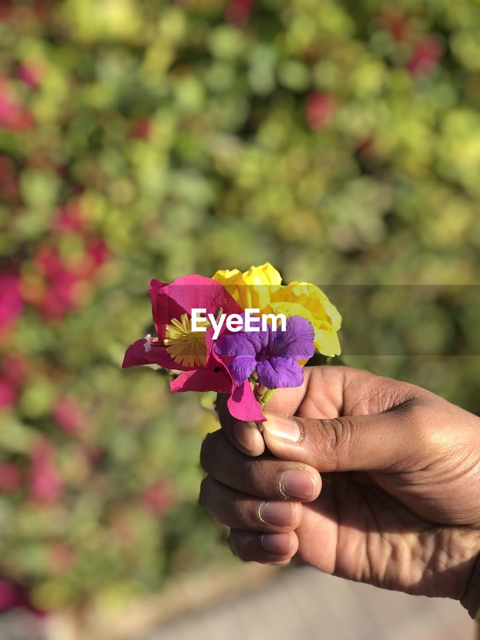 hand, flower, flowering plant, plant, holding, one person, freshness, yellow, nature, fragility, beauty in nature, close-up, focus on foreground, petal, flower head, adult, outdoors, leaf, day, purple, macro photography, blossom, multi colored, growth, lifestyles, pink, women, bouquet