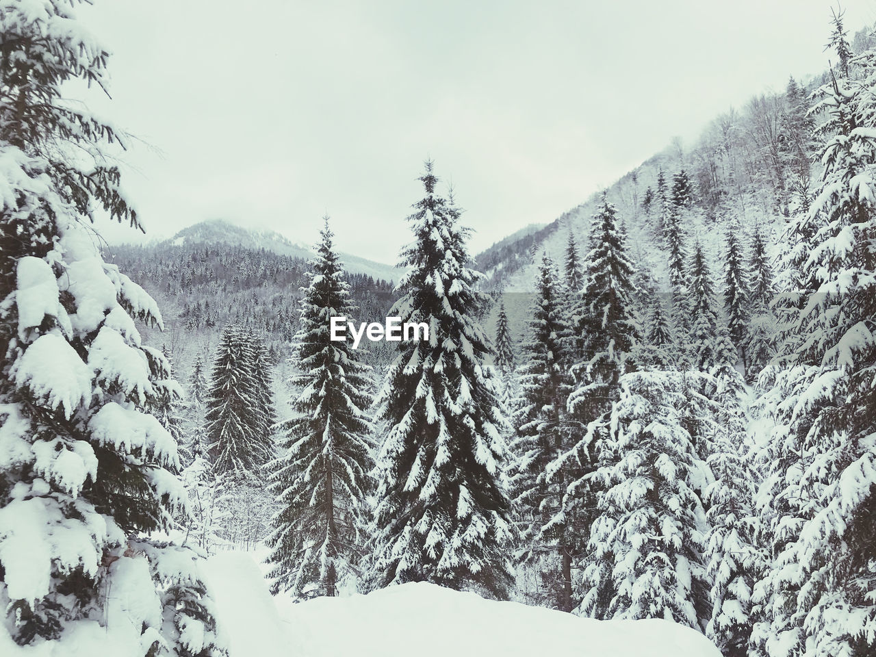 Pine trees in forest during winter