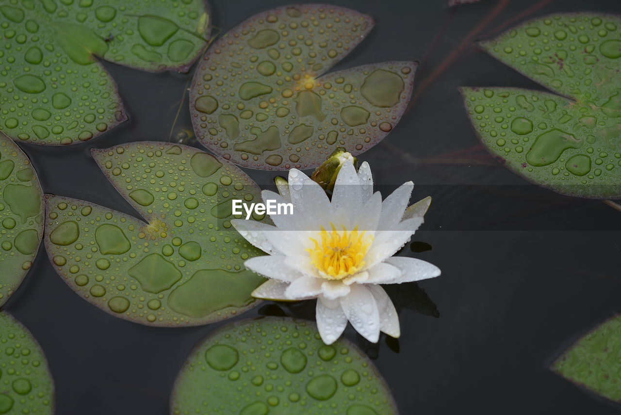 High angle view of white water lily blooming in lake