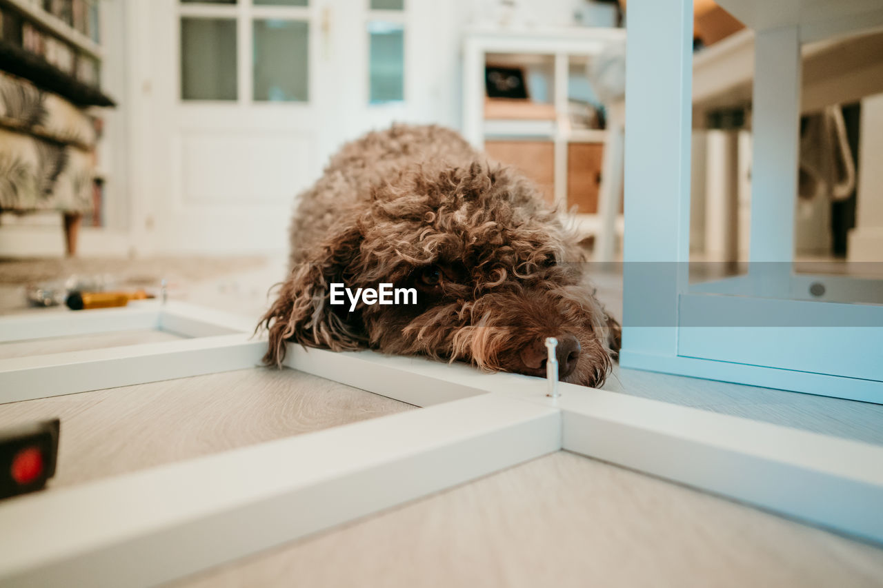 Dog relaxing on seat at home