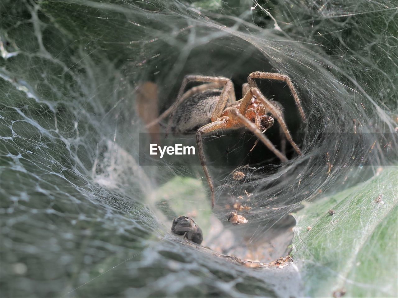 Close-up of spider on web