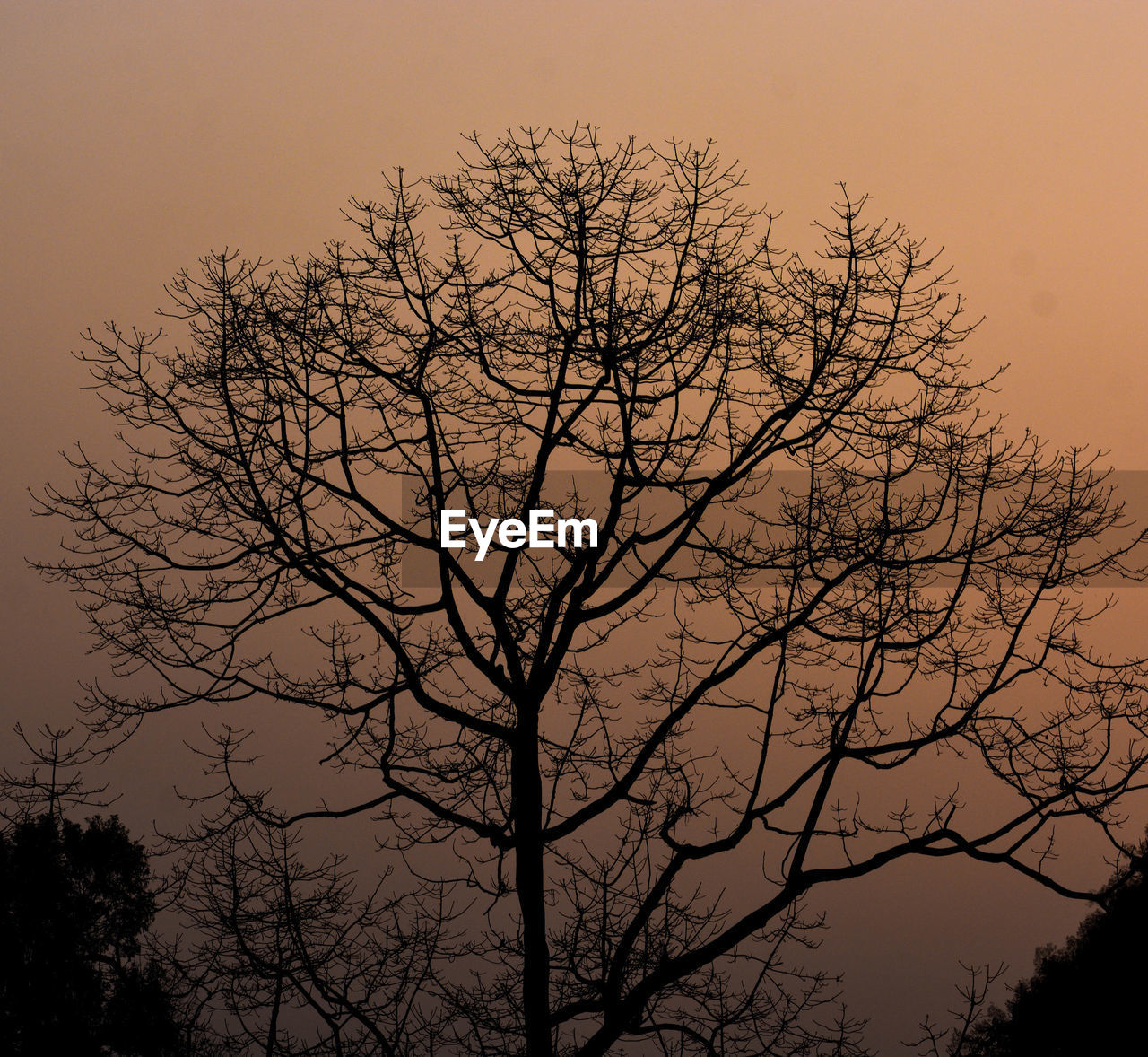SILHOUETTE TREE AGAINST SKY