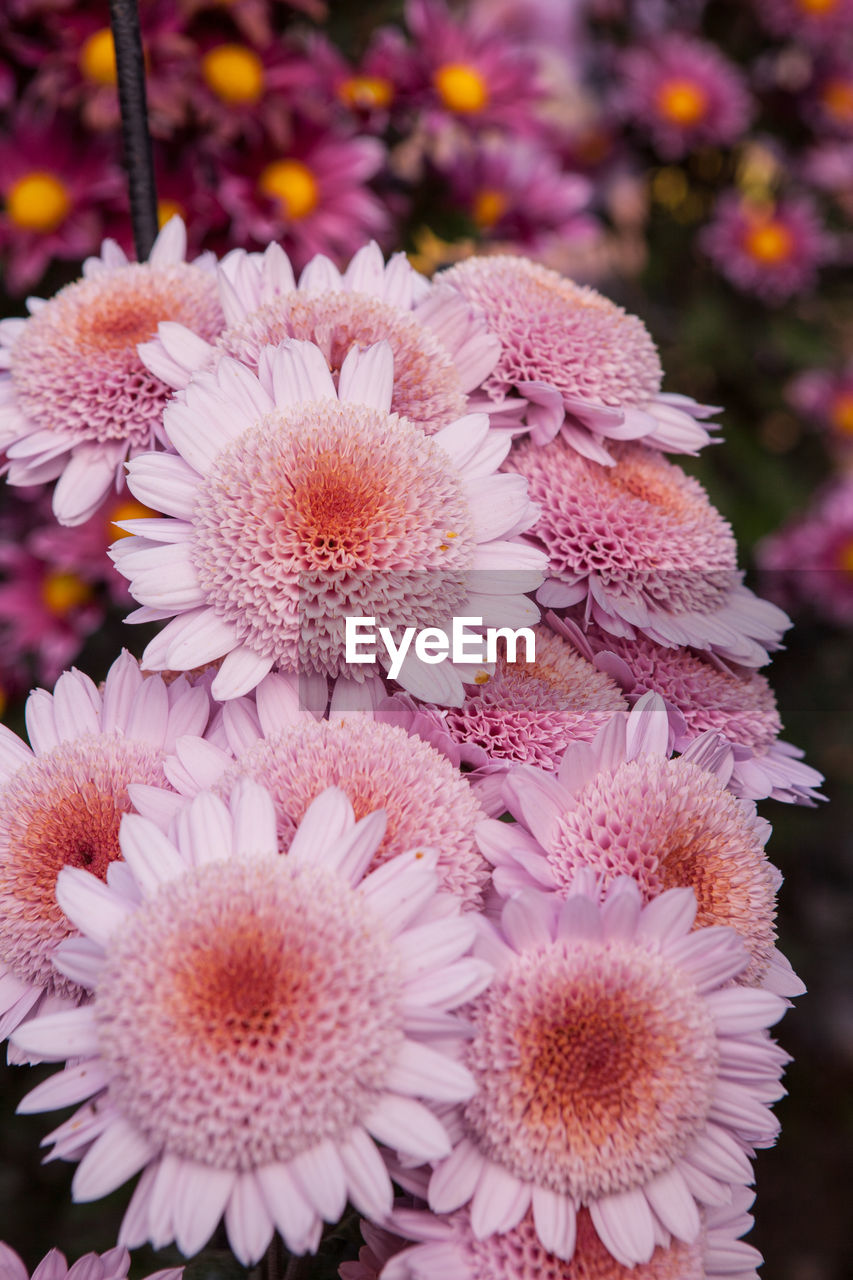 CLOSE-UP OF FLOWERS BLOOMING