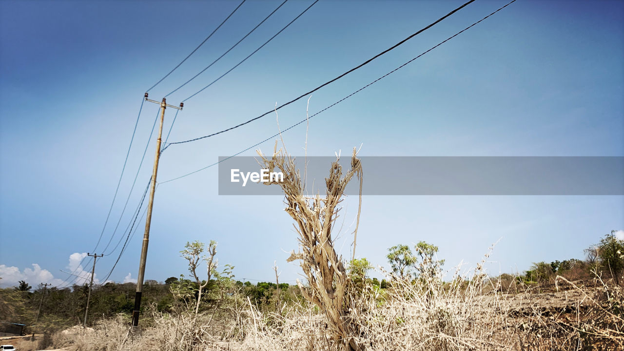 Low angle view of plants on field against clear sky