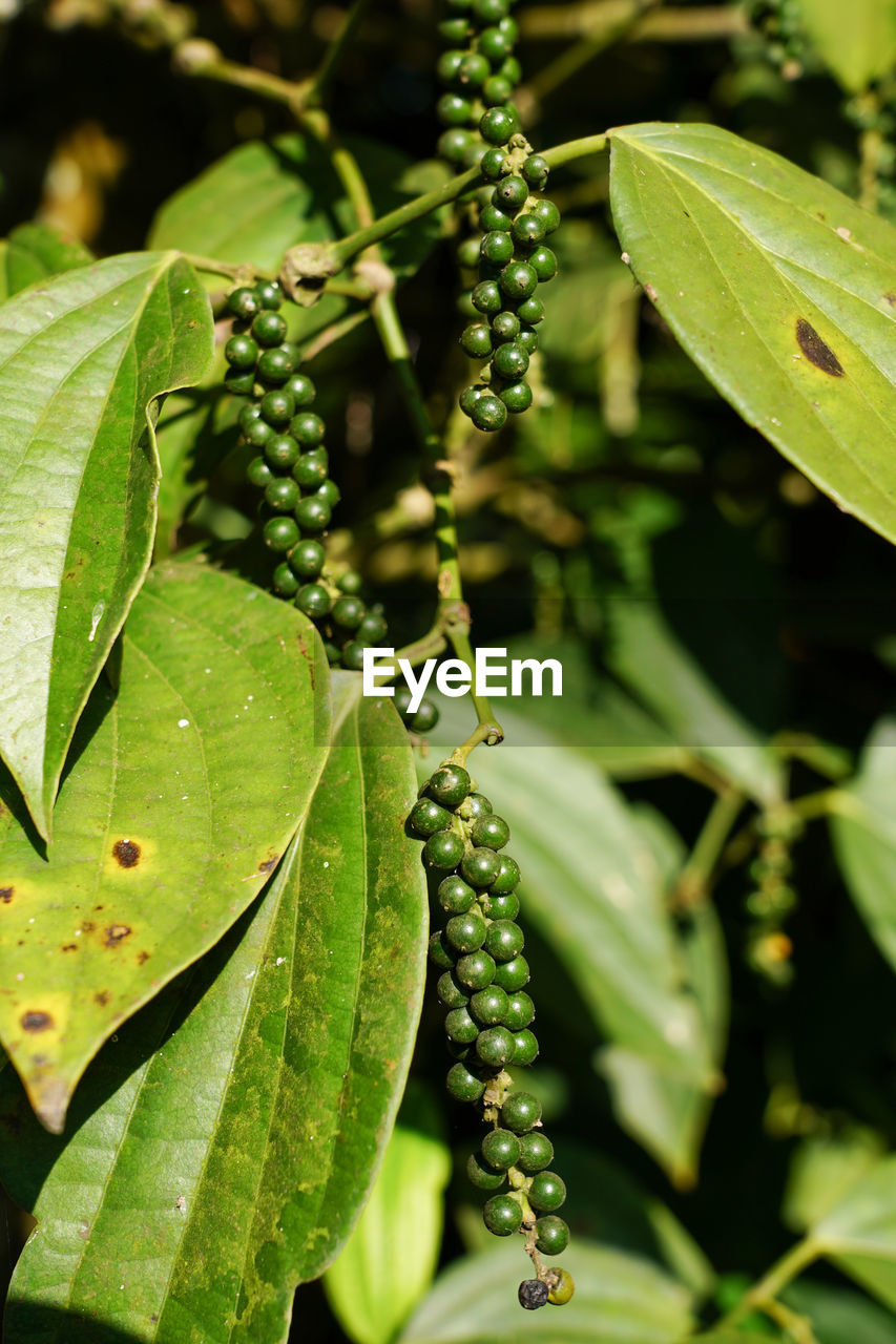 CLOSE-UP OF FRUITS GROWING ON TREE