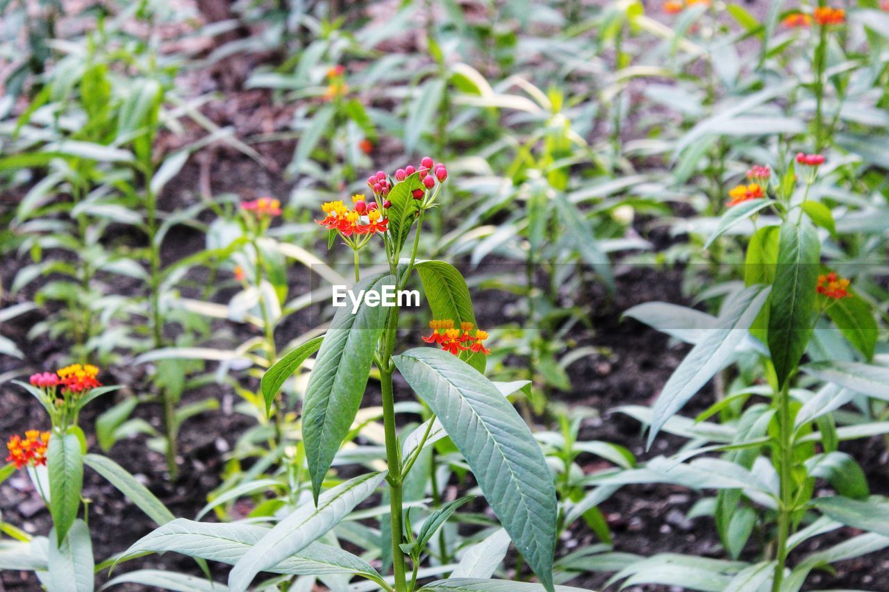 Close-up of flowering plants on field