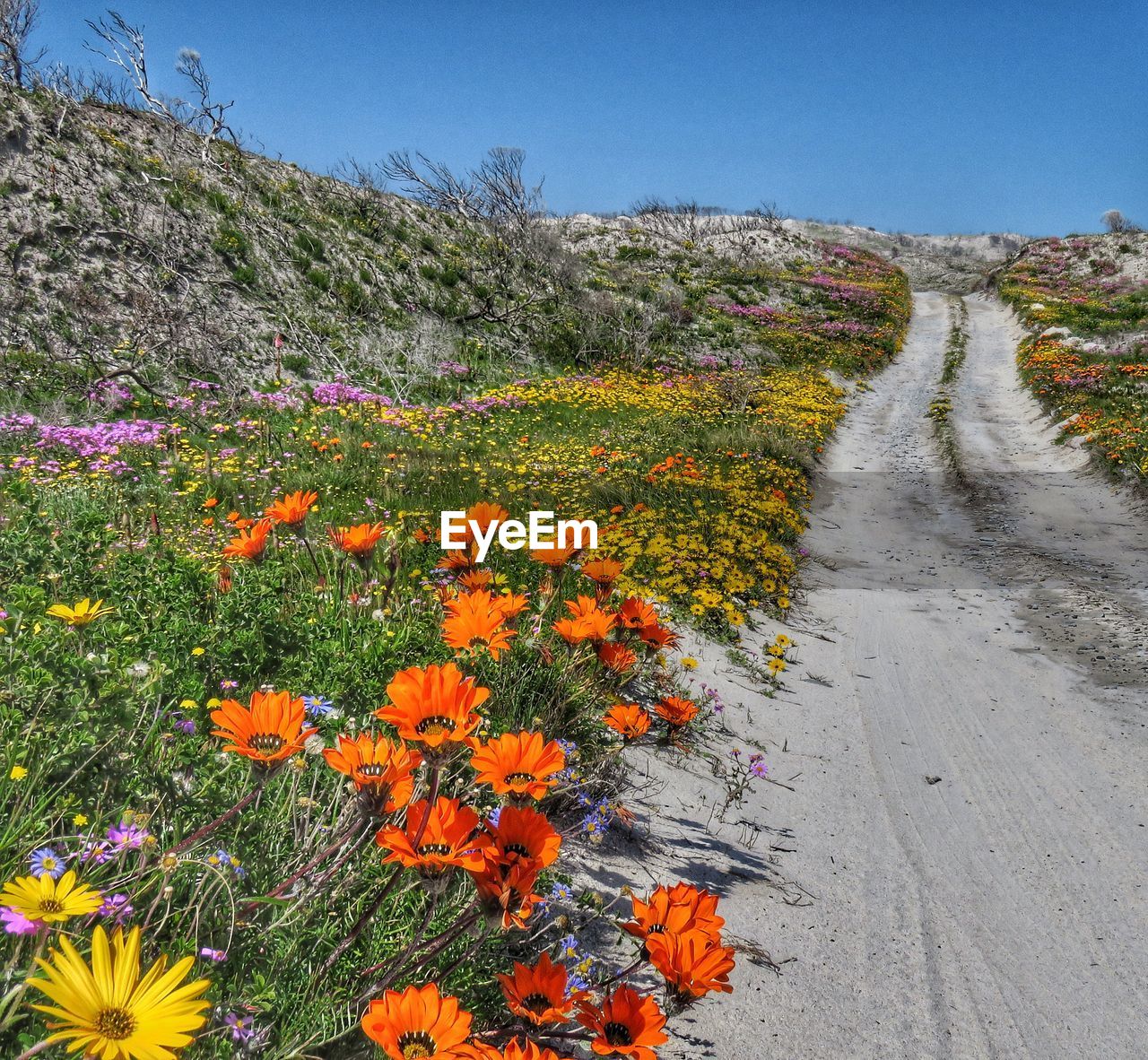 SCENIC VIEW OF ORANGE FLOWERING PLANTS ON FIELD