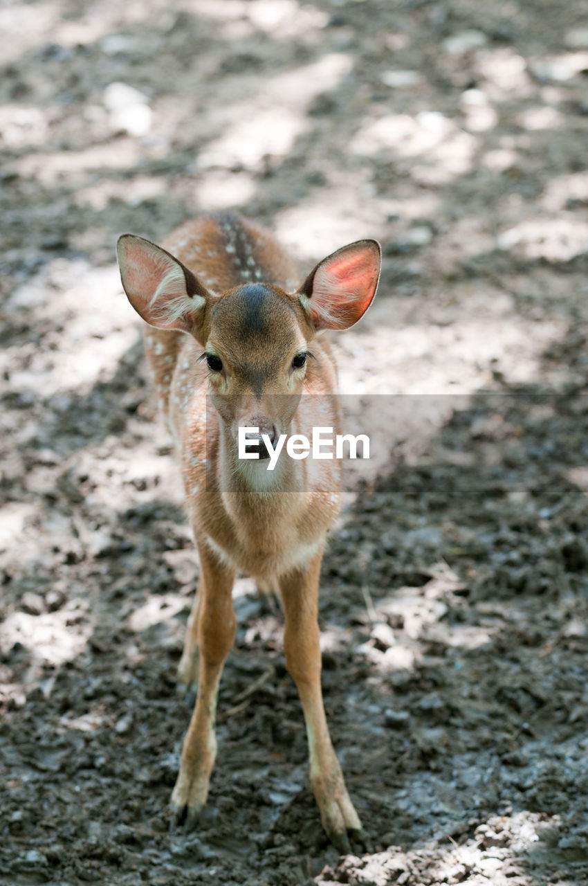 High angle view of deer on field