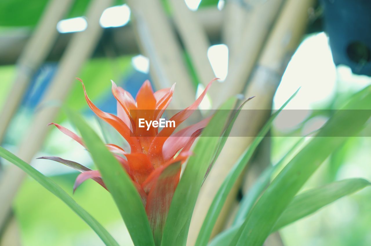 CLOSE-UP OF FLOWERING PLANT