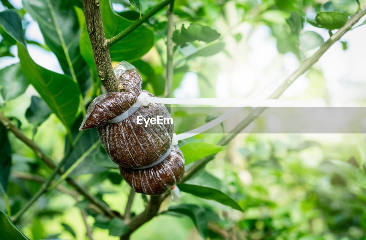 Air layering a pomelo tree branch in an organic garden. air layering plant propagation. organic 