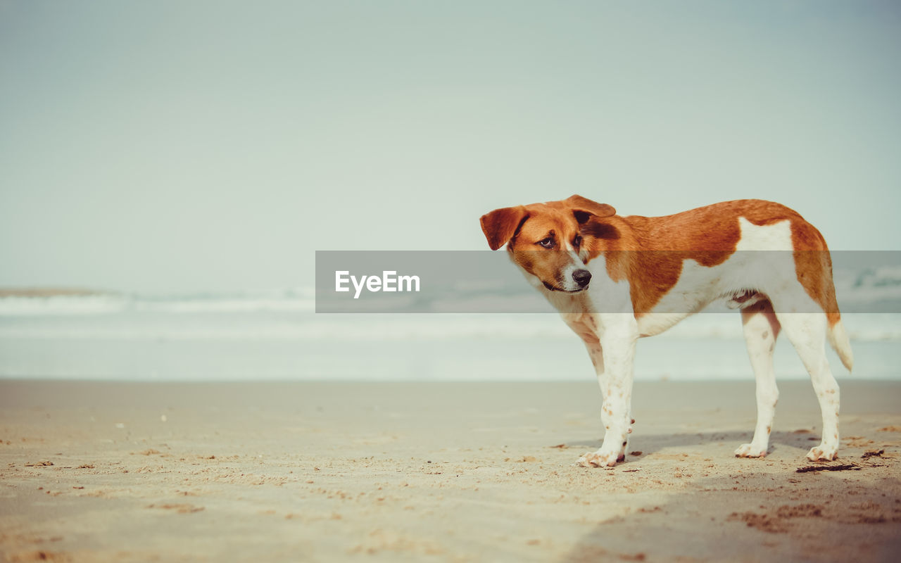PORTRAIT OF DOG STANDING ON BEACH