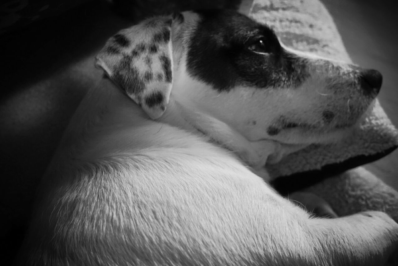 Close-up of dog lying on bed