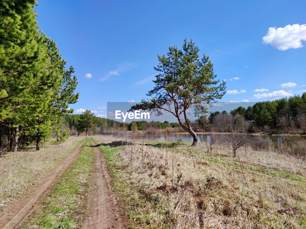 Blue sky over the road between green pines and a gnarled tree near the pond on a sunny day