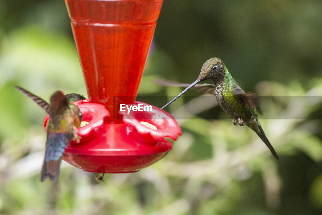 CLOSE-UP OF RED HUMMINGBIRD