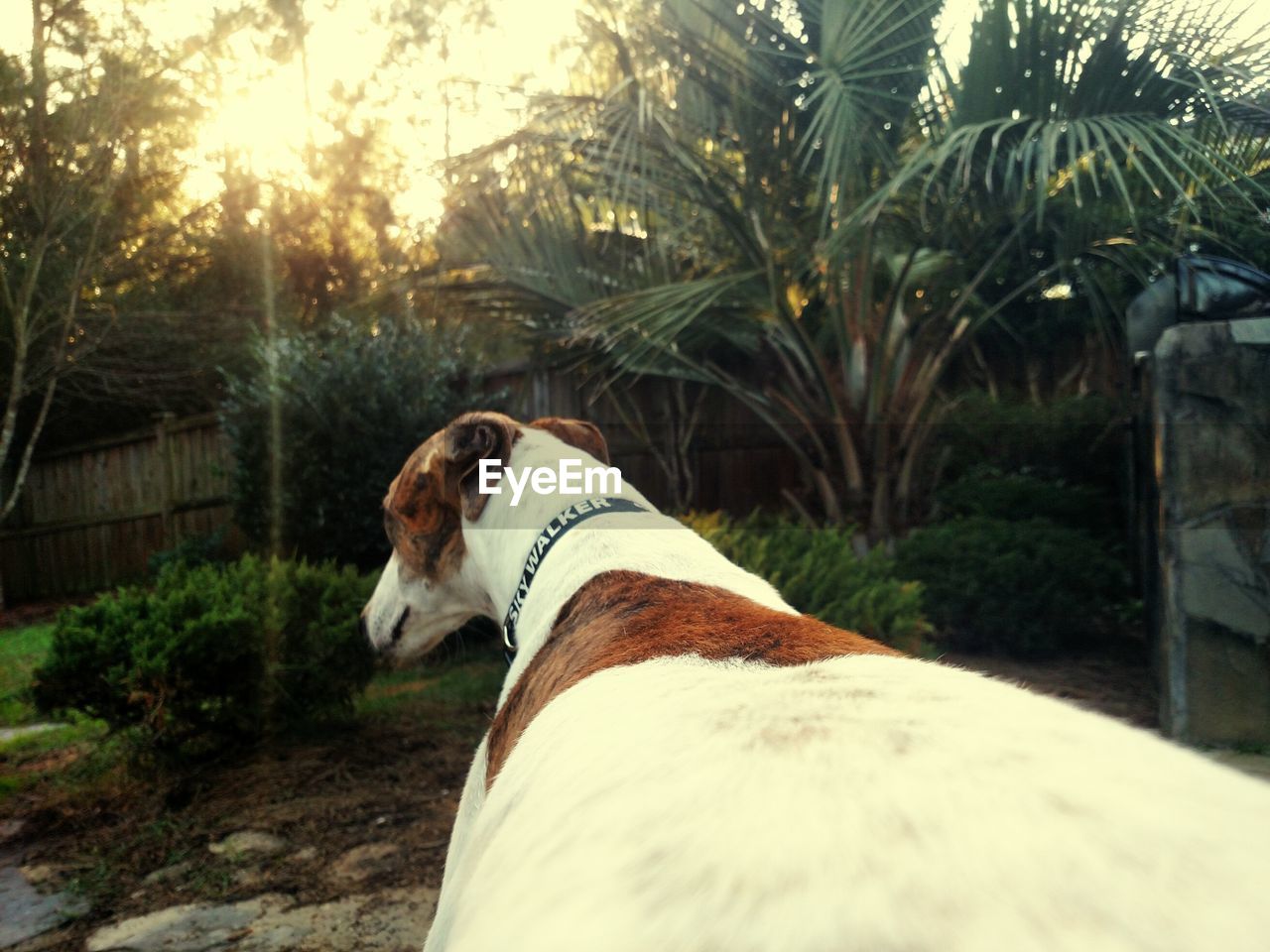 Dog relaxing in backyard