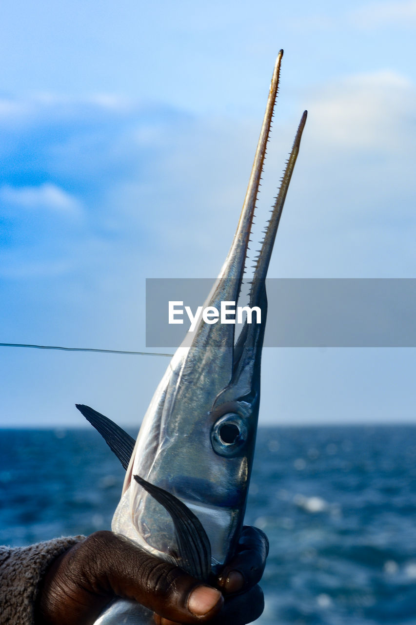 Close-up of hand holding swordfish by sea