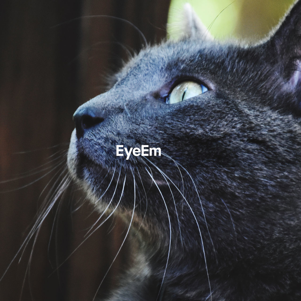 animal, animal themes, one animal, mammal, cat, pet, domestic animals, whiskers, feline, close-up, domestic cat, animal body part, animal head, nose, small to medium-sized cats, black, felidae, snout, no people, looking, looking away, focus on foreground, black cat, eye, animal eye