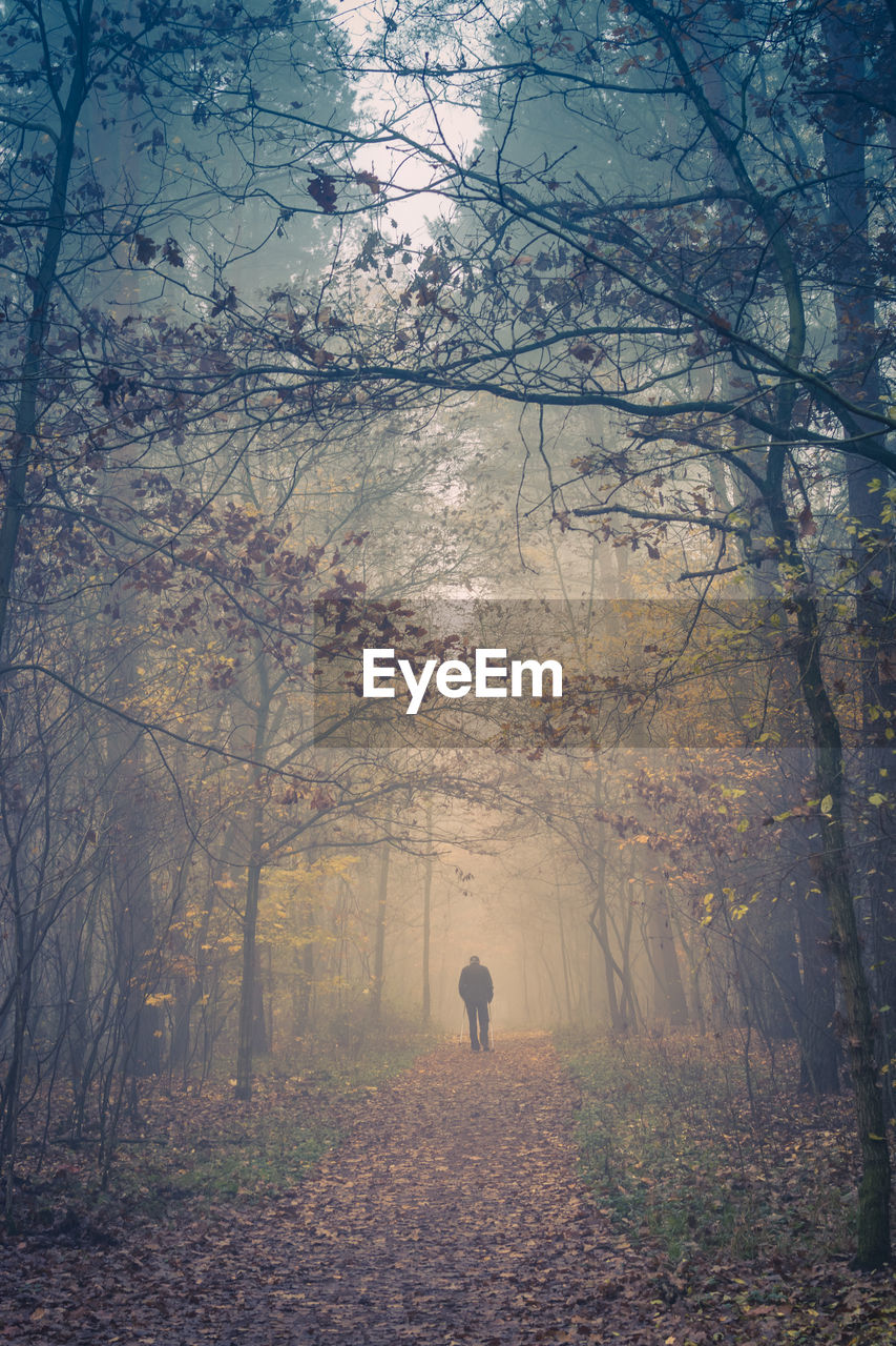 Rear view of man walking in forest during foggy weather