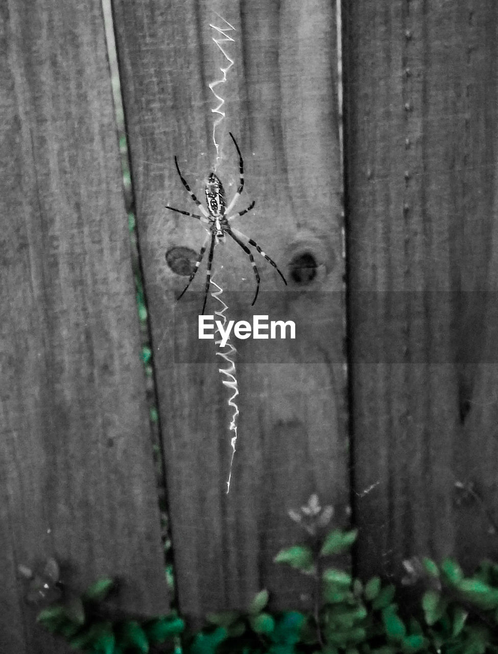 FULL FRAME SHOT OF PLANTS GROWING ON WOODEN FENCE