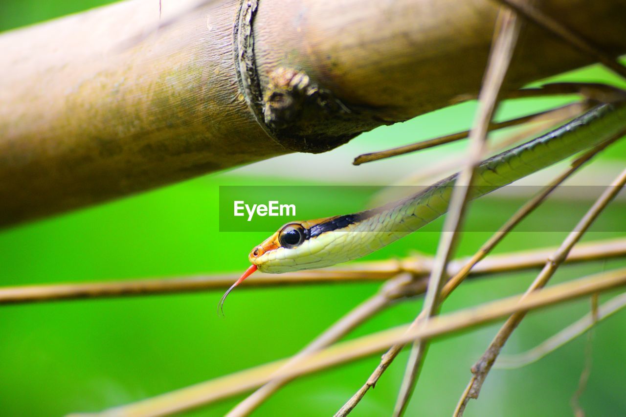 Close-up of snake on plants