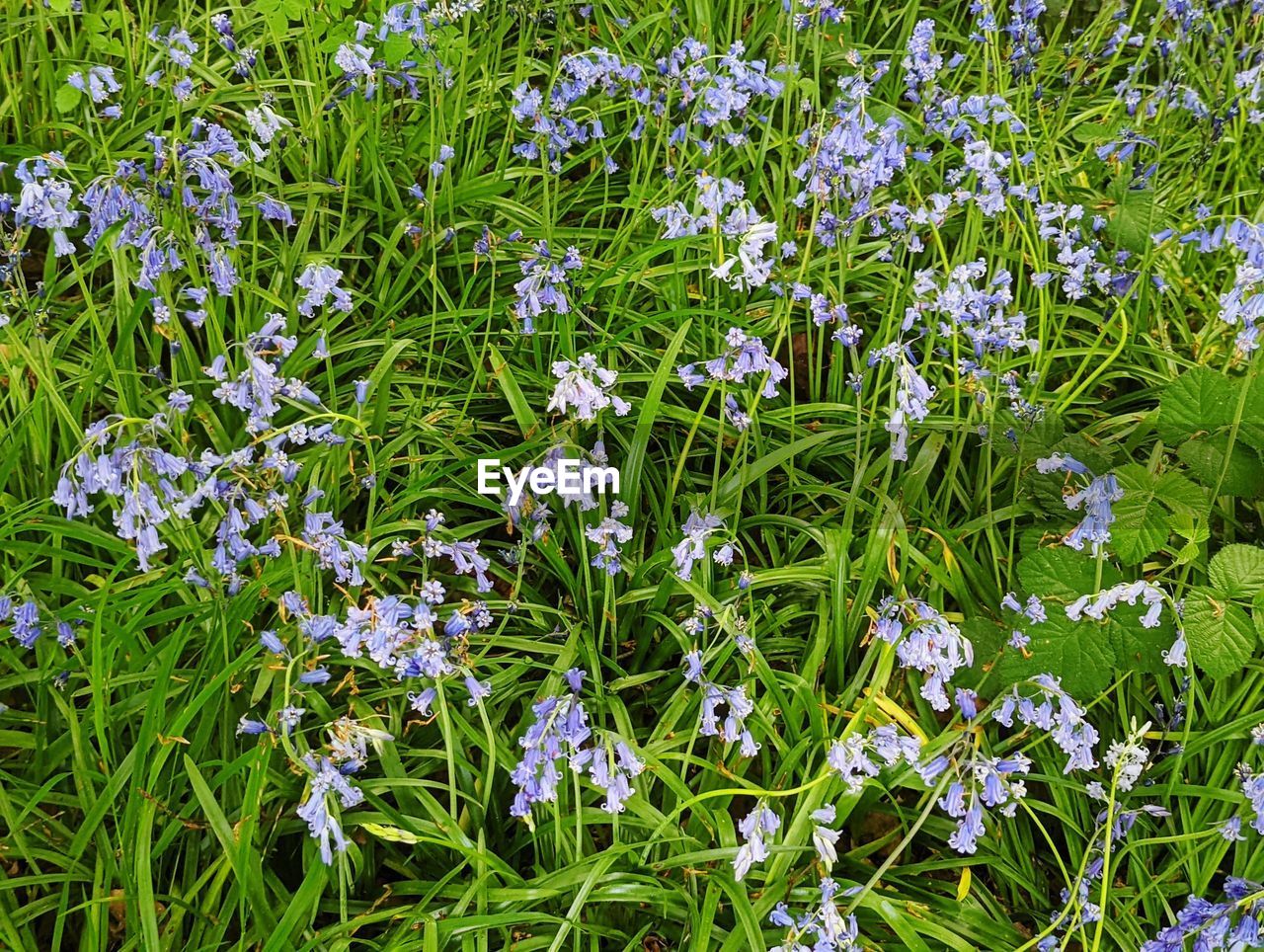 plant, flower, beauty in nature, flowering plant, growth, freshness, green, fragility, field, nature, land, meadow, no people, day, herb, wildflower, high angle view, grass, full frame, outdoors, white, tranquility, close-up, backgrounds, vegetable, petal, plant part, leaf