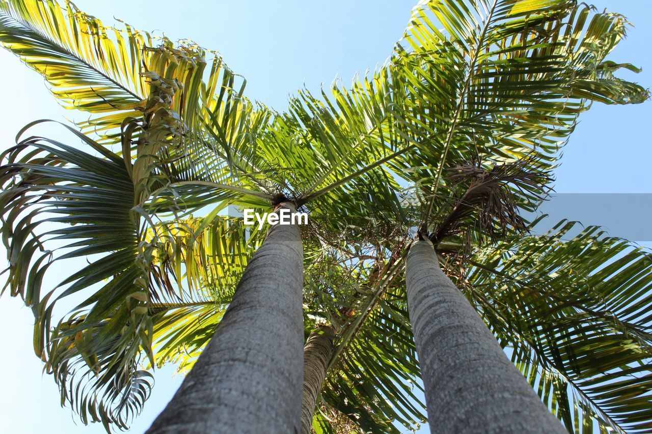 Low angle view of palm tree against sky