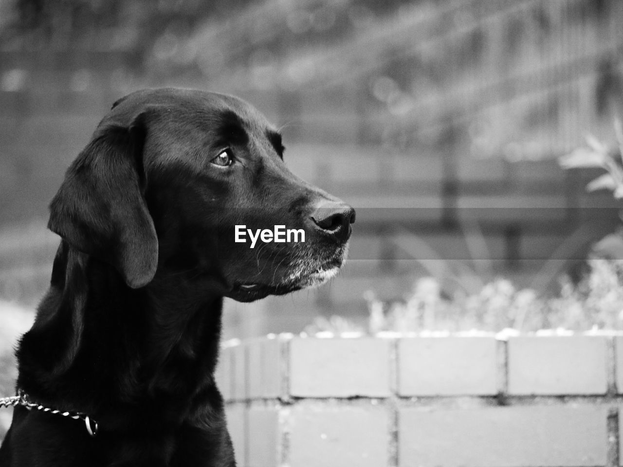 Close-up of a dog looking away