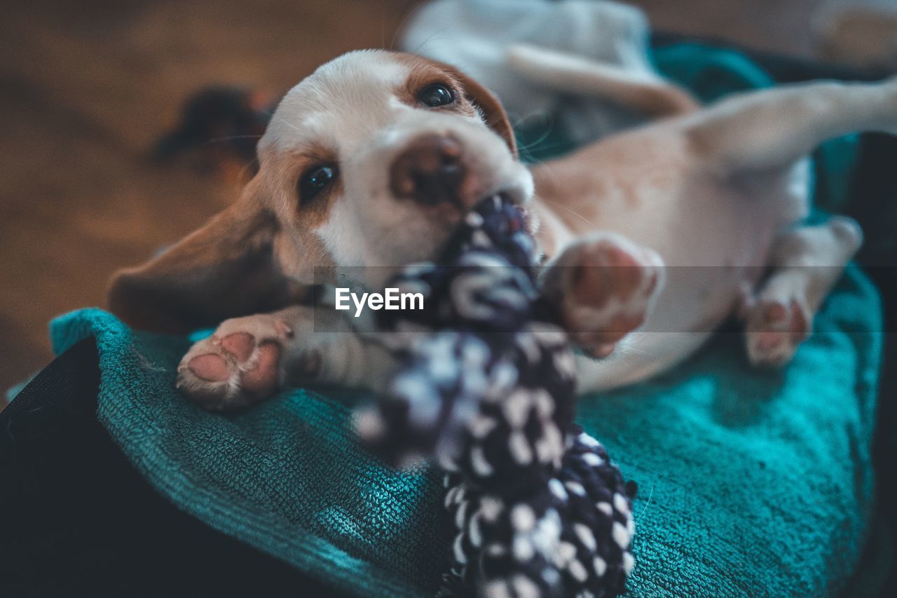 Close-up portrait of dog relaxing at home