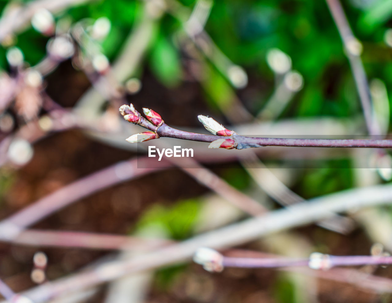 branch, flower, green, plant, leaf, nature, animal, animal themes, macro photography, animal wildlife, tree, no people, close-up, grass, outdoors, day, focus on foreground, beauty in nature, wildlife, plant stem, selective focus, one animal, insect, dragonfly